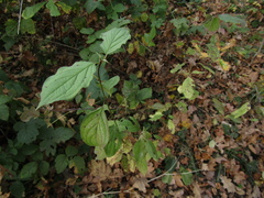 Cornus sanguinea australis