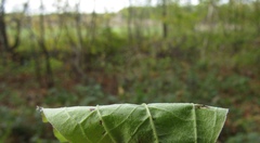 Cornus sanguinea australis