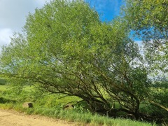 Salix mucronata woodii