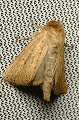 Bathytricha truncata