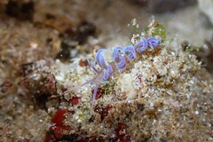 Phyllodesmium macphersonae