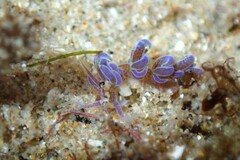 Phyllodesmium macphersonae