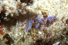 Phyllodesmium macphersonae