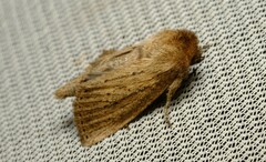 Bathytricha truncata