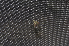 Psorophora longipalpus