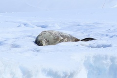 Leptonychotes weddellii