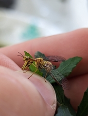 Spaminta minjerribae