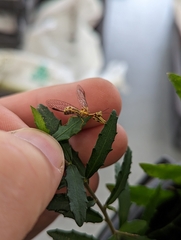 Spaminta minjerribae