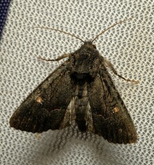 Neumichtis nigerrima