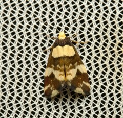 Thallarcha phalarota