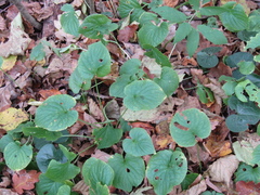 Viola mirabilis
