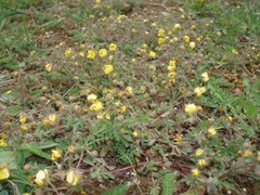 Potentilla heptaphylla