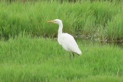 Ardea intermedia plumifera