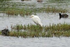 Ardea intermedia plumifera
