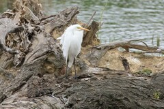 Ardea intermedia plumifera