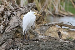 Ardea intermedia plumifera