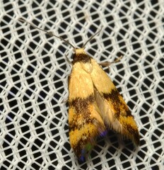 Hemibela