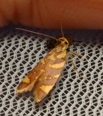 Tisobarica thyteria