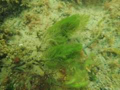 Caulerpa flexilis
