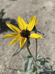 Helianthus petiolaris canescens