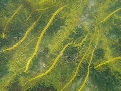 Cystophora moniliformis