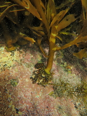 Phyllospora comosa
