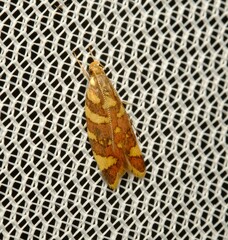 Tisobarica thyteria