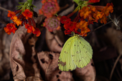 Eurema hecabe solifera