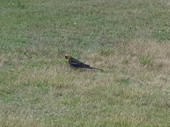 Platycercus caledonicus