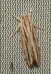 Leistarcha scitissimella