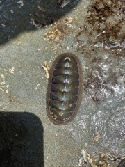 Ischnochiton australis