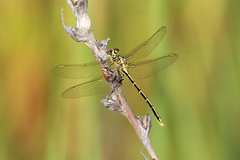 Austrogomphus guerini
