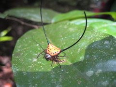 Macracantha arcuata