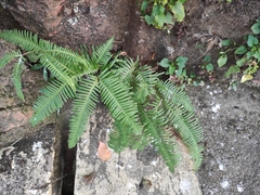 Dicranopteris pedata