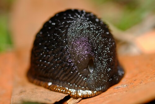 Didysis arionas nuotrauka