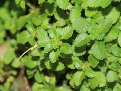 Stemodia verticillata