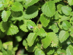 Stemodia verticillata