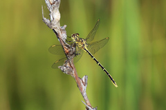 Austrogomphus guerini