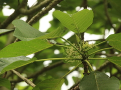 Dendrocnide meyeniana