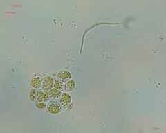 Volvocales