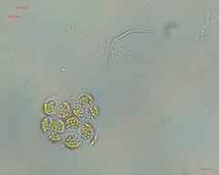 Volvocales
