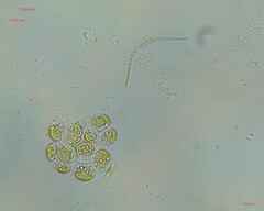 Volvocales