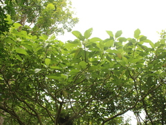 Dendrocnide meyeniana