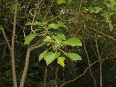 Dendrocnide meyeniana