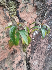 Melastoma sanguineum