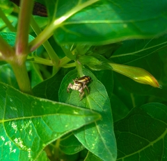 Paraphidippus aurantius