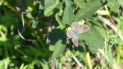 Hemiargus ceraunus