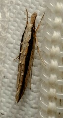 Trachydora centromela