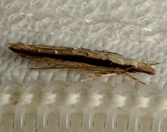 Trachydora centromela