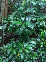 Schizomeria ovata